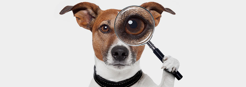 Kleiner Hund mit Lupe vor dem Auge schaut in die Kamera