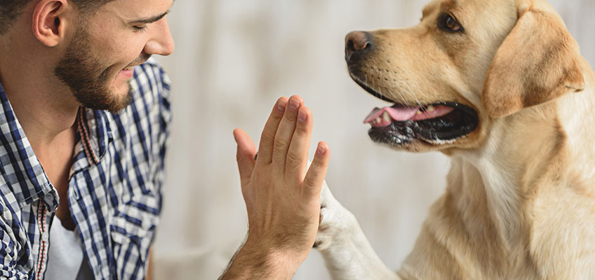 Mann und Labrador geben sich High-Five