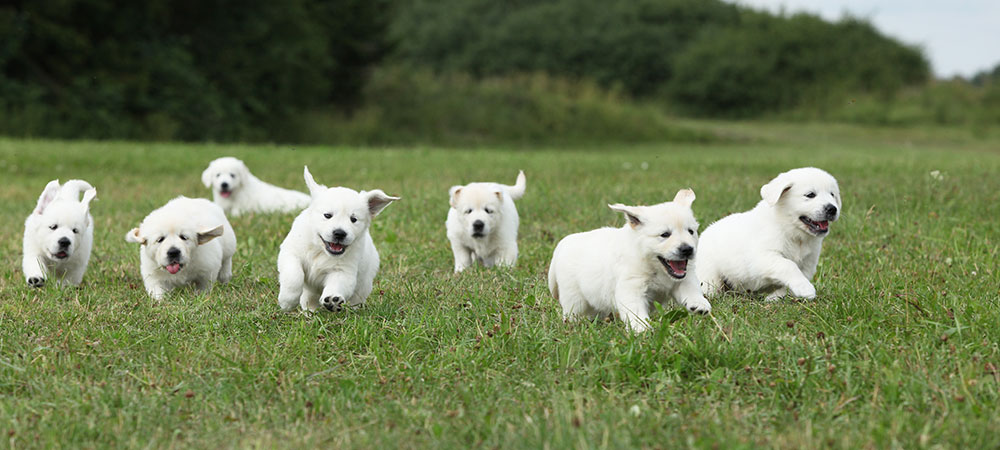 7 Hundwelpen rennen auf einer Wiese