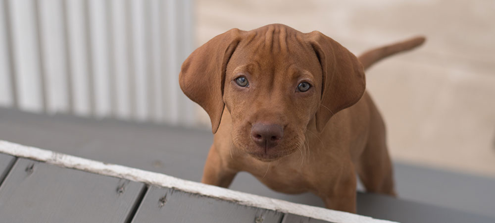 Brauner Hundewelpe steigt eine Treppe hoch