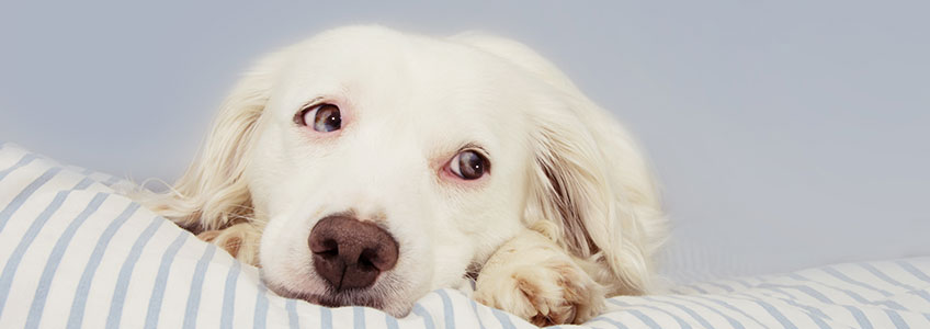 Darmkrebs Hund