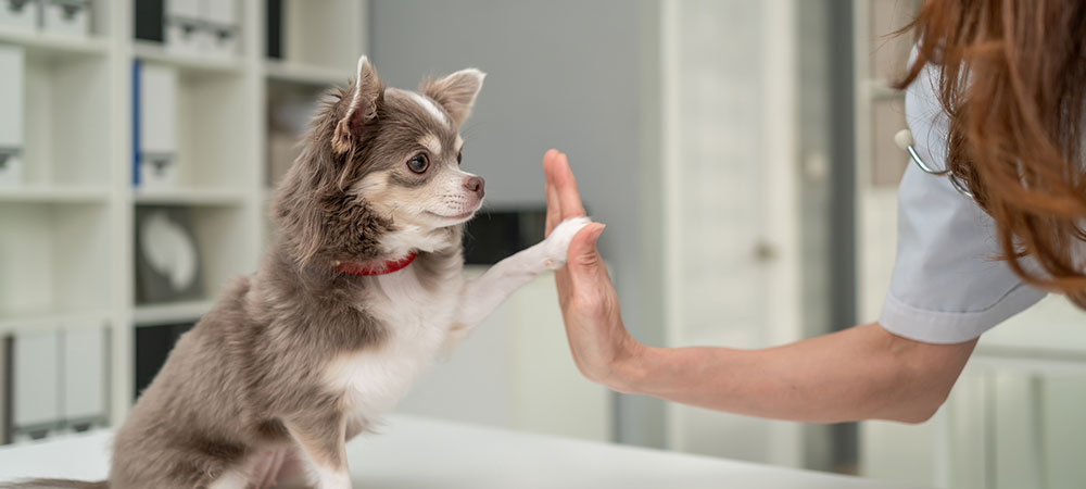 Kleiner Chihuahua sitzt auf einem Untersuchungstisch und gibt einer Tierärztin mit der Pfote ein High Five in einer hellen Praxis.