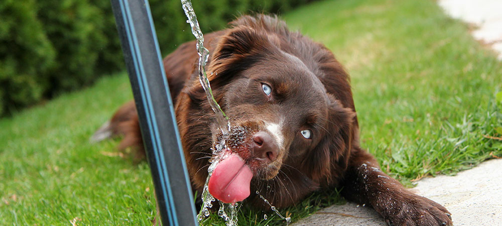 Brauner Hund trinkt von Wasserstrahl