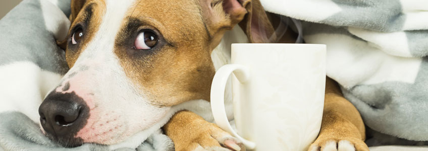 Zugedeckter Hund mit Tasse vor sich schaut nach oben