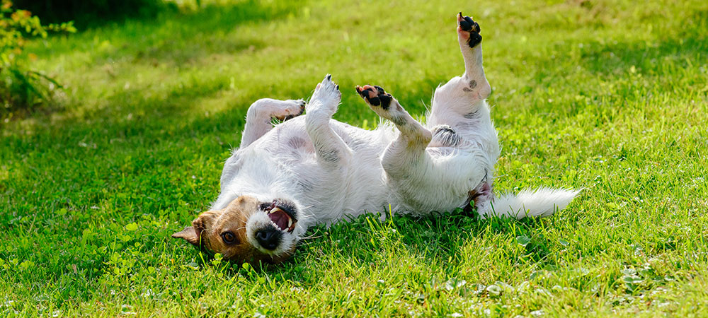 Hund rollt sich glücklich auf grüner Wiese