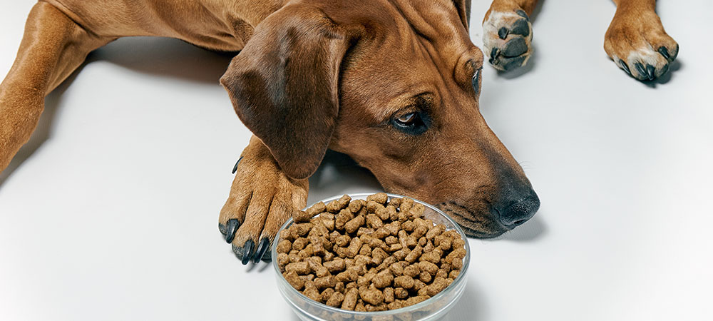Ein Rhodesian Ridgeback liegt vor seinem vollen Futternapf und ist appetitlos.