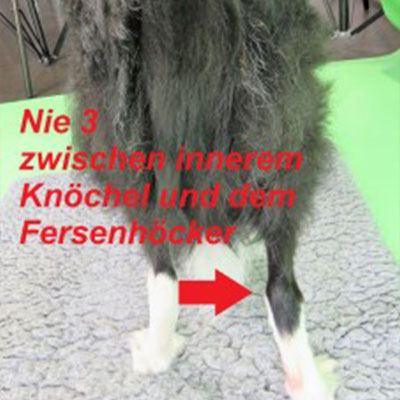 Nahaufnahme der Rückseite und der Hinterbeine eines Hundes.