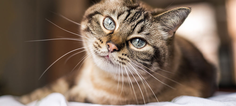 Niereninsuffizienz Katze Endstadium