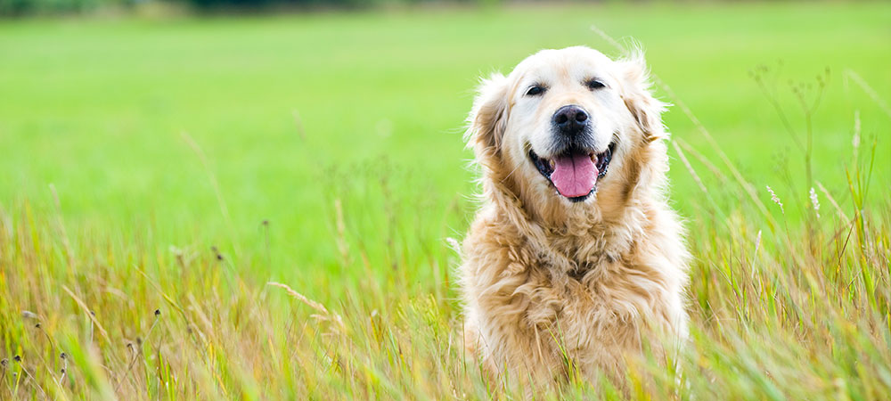 Golden Retriever mit offenen Mund sitzt im hohen Gras