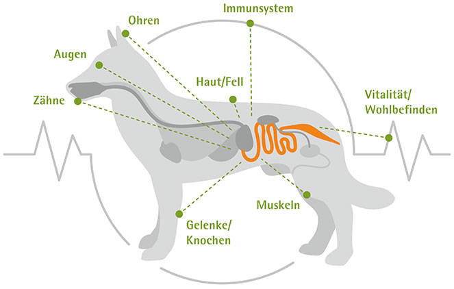 Verdauung Beim Hund