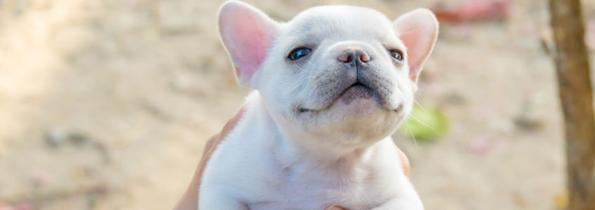 Weißer Hundewelpe schaut zufrieden in die Kamera