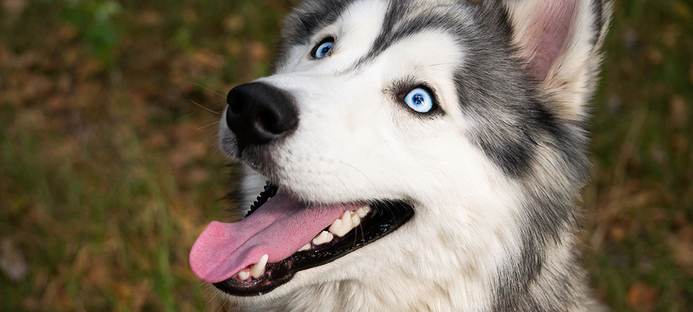 Huskey mit hellen Augen schaut nach oben