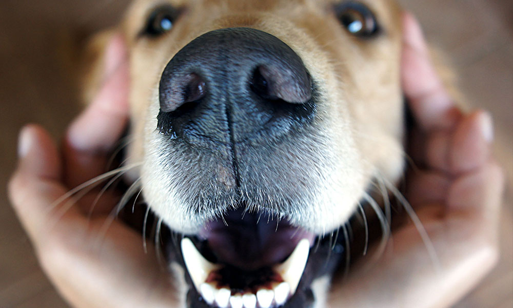 Golden Retriever guckt hoch in die Kamera