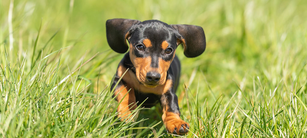 Kleiner brauner Hund rennt durch ein hohes Gras