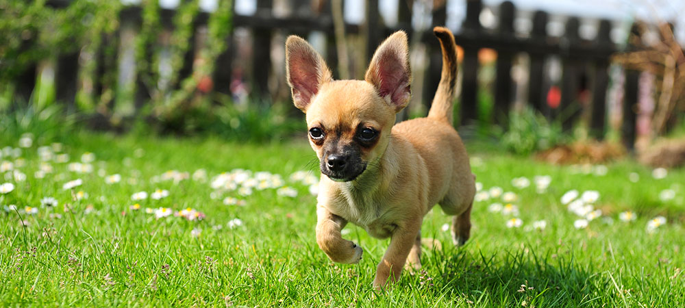 kleiner hellbrauner Hund rennt auf eingezäunter Wiese