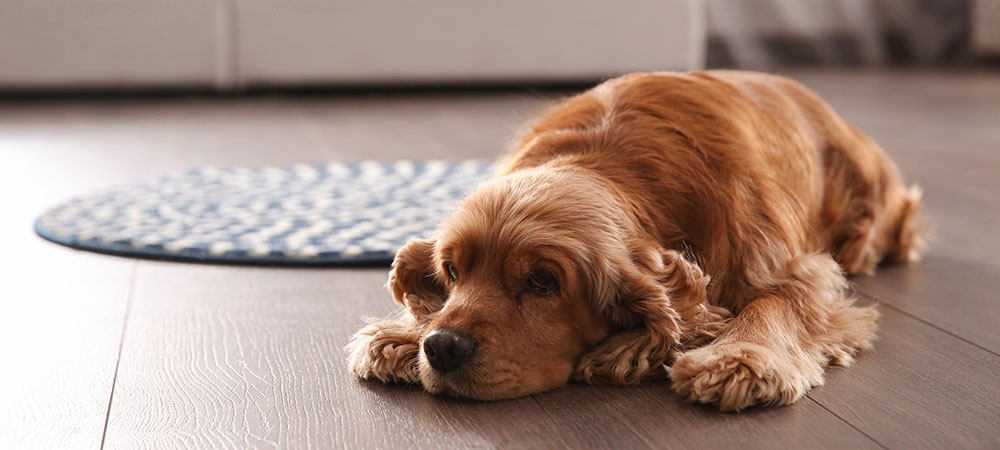 Ein brauner English Cocker Spaniel liegt auf einem dunkelbraunen Holzboden.