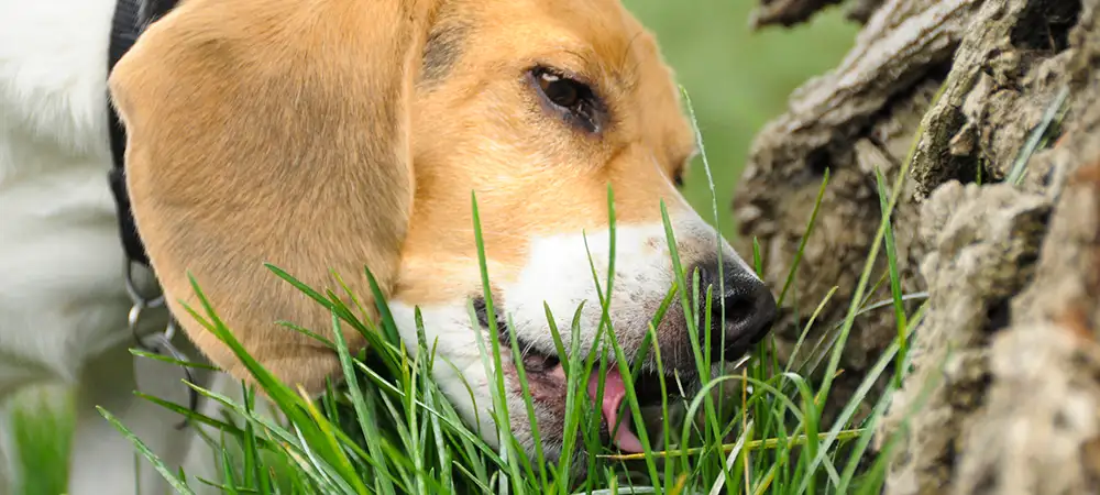 Hund frisst Gras neben einem Baumstamm.