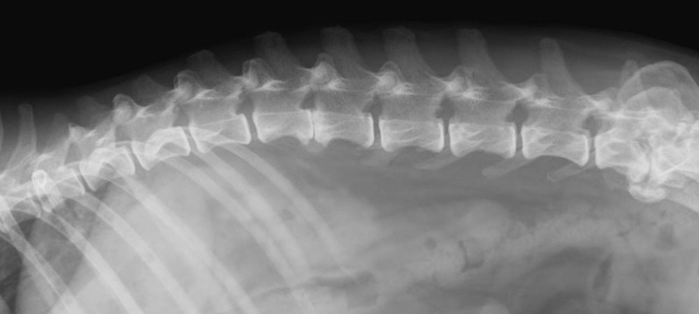 Röntgenaufnahme einer gesunden Wirbelsäule eines Hundes. Es gibt keine Verknöcherung der Wirbelsäule