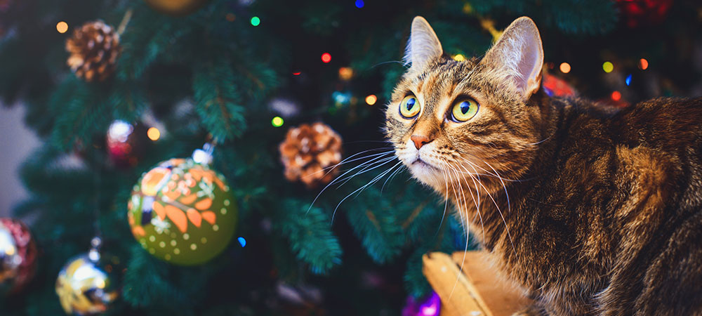 Katze sitzt vor einem geschmückten Weihnachtsbaum und guckt nach oben