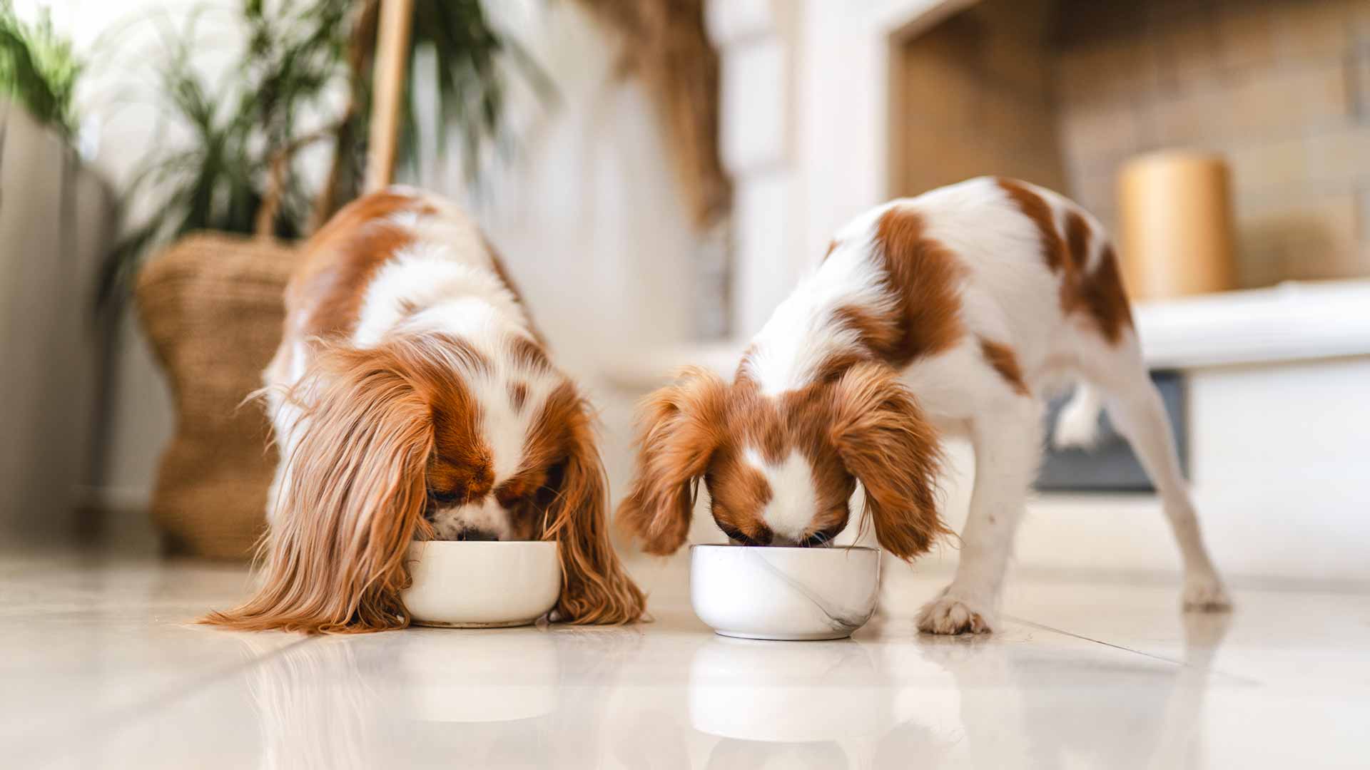 Zwei Hunde fressen aus ihren Näpfen.