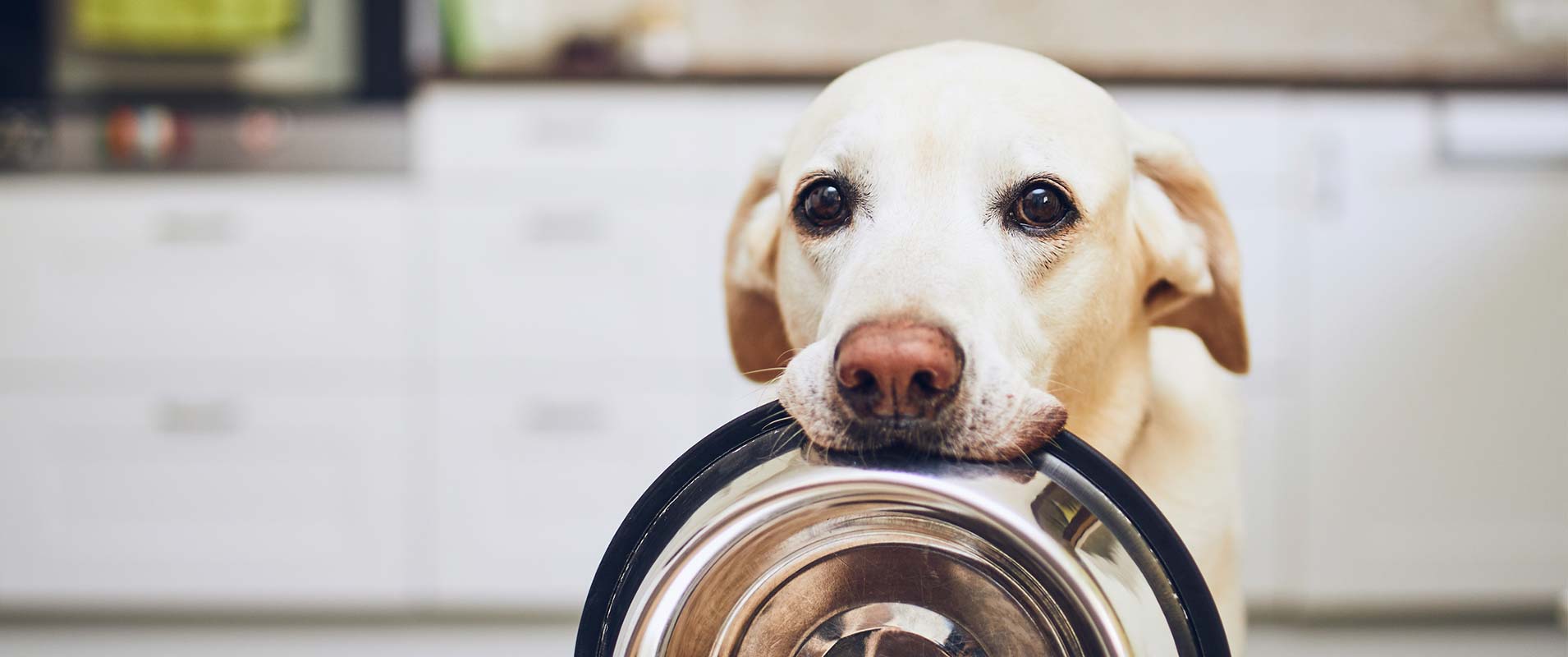 Hund blickt frontal in die Kamera und hält einen Futternapf im Maul. Bild leicht abgedunkelt, dient als Hintergrund für zentrierten Text.