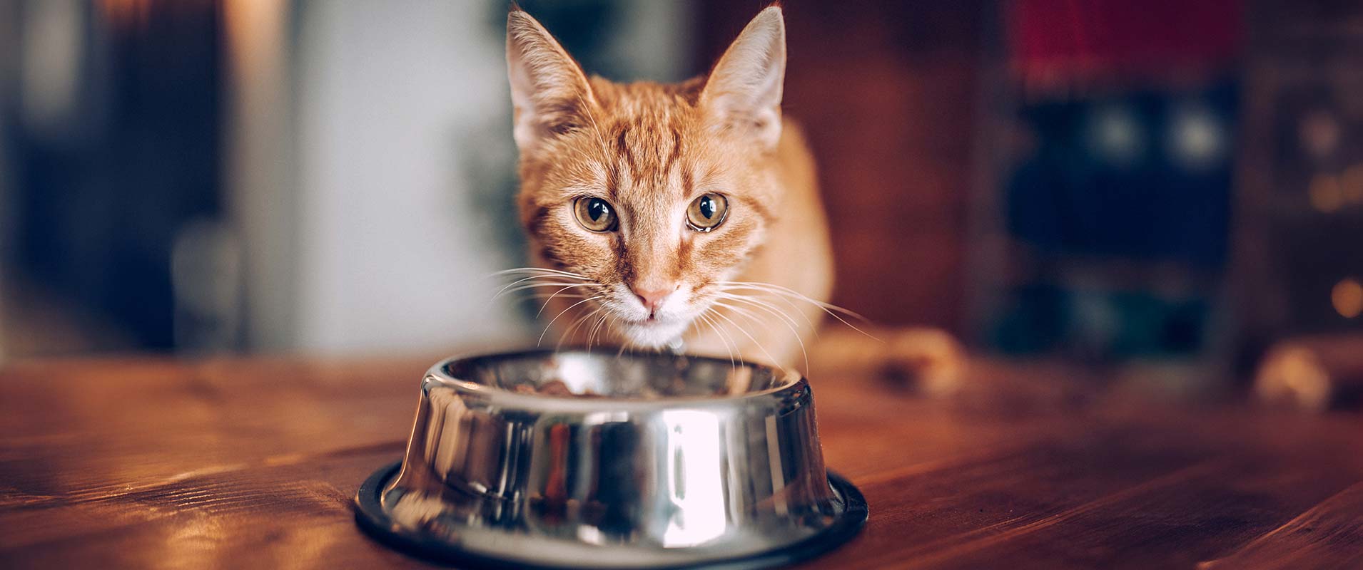 Eine orangefarbene Katze sitzt vor ihrem Futternapf.