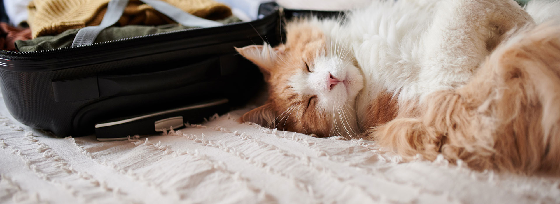 Eine orange Katze schläft friedlich auf dem Boden. Neben ihr ein geöffneter Koffer.