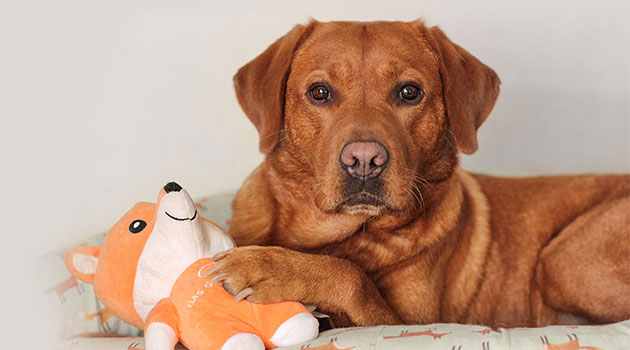 Ein brauner Hund mit kurzem Fell liegt auf einem Hundebett mit einer Friedl Plüschfigur und schaut in die Kamera.