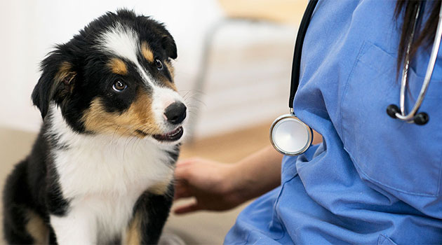 Ein Hund sitzt vor einer Tierärztin und blickt zu ihr nach oben.