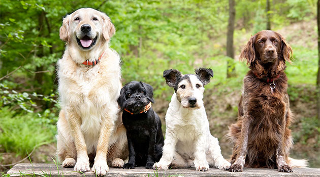 Hunde verschiedener Rassen sitzen nebeneinander im Wald und blicken in die Kamera.
