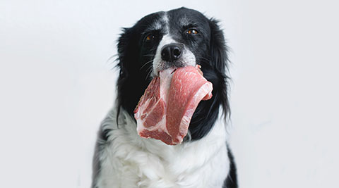 Schwarz-weißer Hund mit einem Stück rohem Fleisch im Maul.
