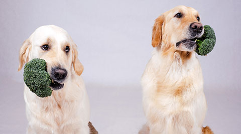 Zwei Hunde mit Brokkoli im Maul.