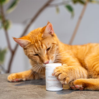 Orange Katze spielt neugierig mit einem Ergänzungsfuttermittel von Das Gesunde Tier.