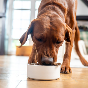 Extrudiertes Hundefutter von Das Gesunde Tier – abgestimmte Sorten für besondere Ansprüche.