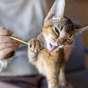 Junge Katze schleckt neugierig Futter oder Paste von einem goldenen Löffel, gehalten von einer Person im hellen Pullover, in gemütlicher Innenraum-Atmosphäre.