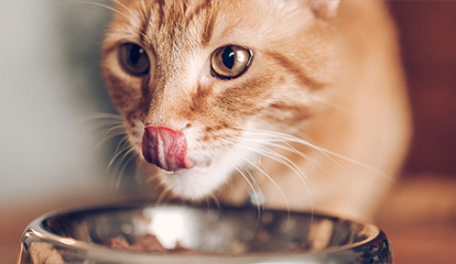 Eine orange getigerte Katze streckt ihre Zunge raus und sitzt vor einem Napf.