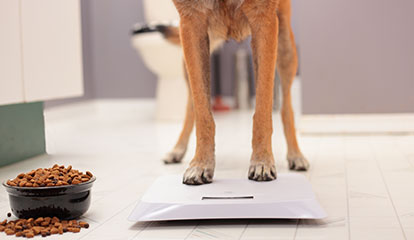 Ein mittelgroßer Hund steht auf einer weißen Personenwaage in einem Badezimmer. Neben ihm steht ein schwarzer Napf mit Trockenfutter, aus dem einige Brocken auf den Boden gefallen sind.