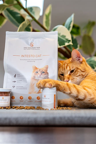 Orange Katze liegt neben Intesto Cat Futter von Das Gesunde Tier und spielt mit einer Dose.
