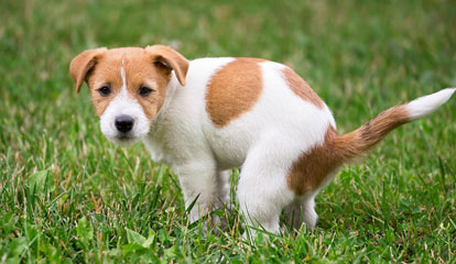 Ein kleiner Hundewelpe hockt auf einer Wiese und verrichtet sein Geschäft.