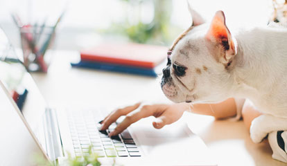 Ein Hund sitzt mit einer Frau vor dem Laptop und schaut auf das Display.