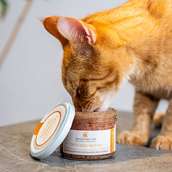 Orange Katze frisst Nassfutter aus einem Glas Catlicious Nephro von Das Gesunde Tier.