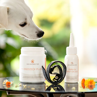 Parasitenprodukte für Hunde von Das Gesunde Tier – Spot-On, Halsband & Ergänzer im Einsatz.