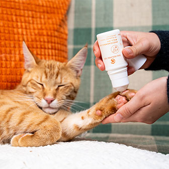Orange Katze liegt entspannt, während Pfotenbalsam von Das Gesunde Tier aufgetragen wird.