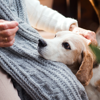 Älterer Hund liegt vertrauensvoll im Schoß einer Seniorin mit grauer Strickjacke.