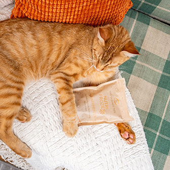 Orange Katze liegt entspannt auf einer Decke mit einer Packung Katzen-Leckerlies.
