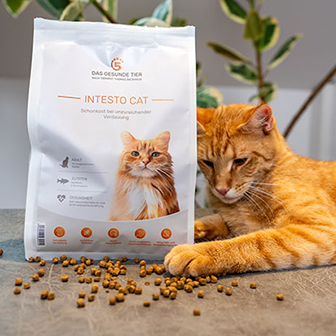 Orange Katze liegt neben einer Packung Intesto Cat Trockenfutter von Das Gesunde Tier.