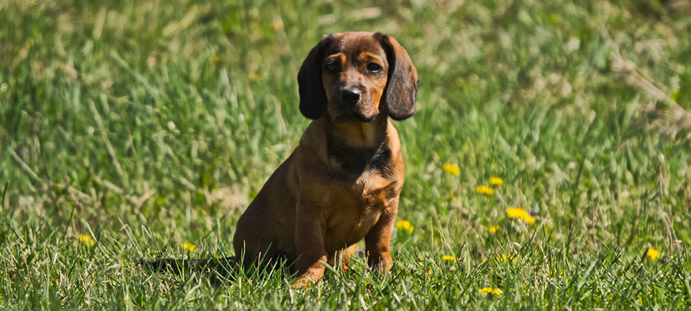 Das Bild zeigt einen Hund der Rasse Alpenländische Dachsbracke