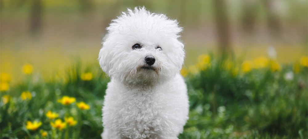 Bichon Frisé, Bichon à poil frisé