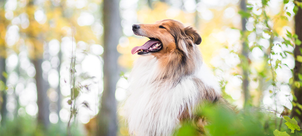 Collie