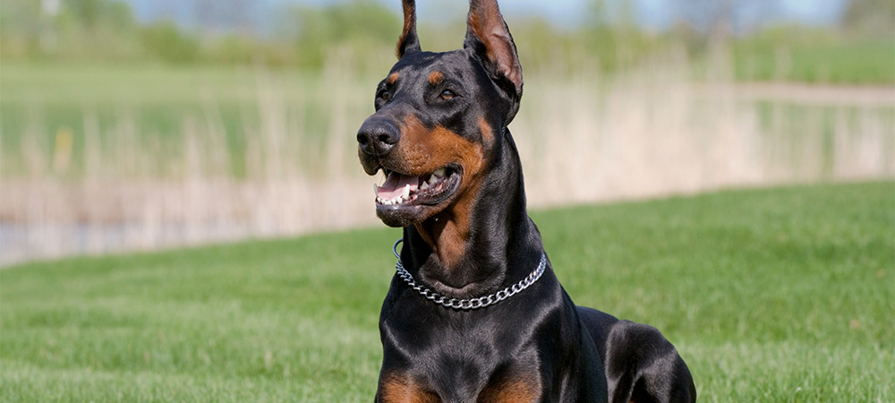 Das Bild zeigt einen Hund der Rasse Dobermann